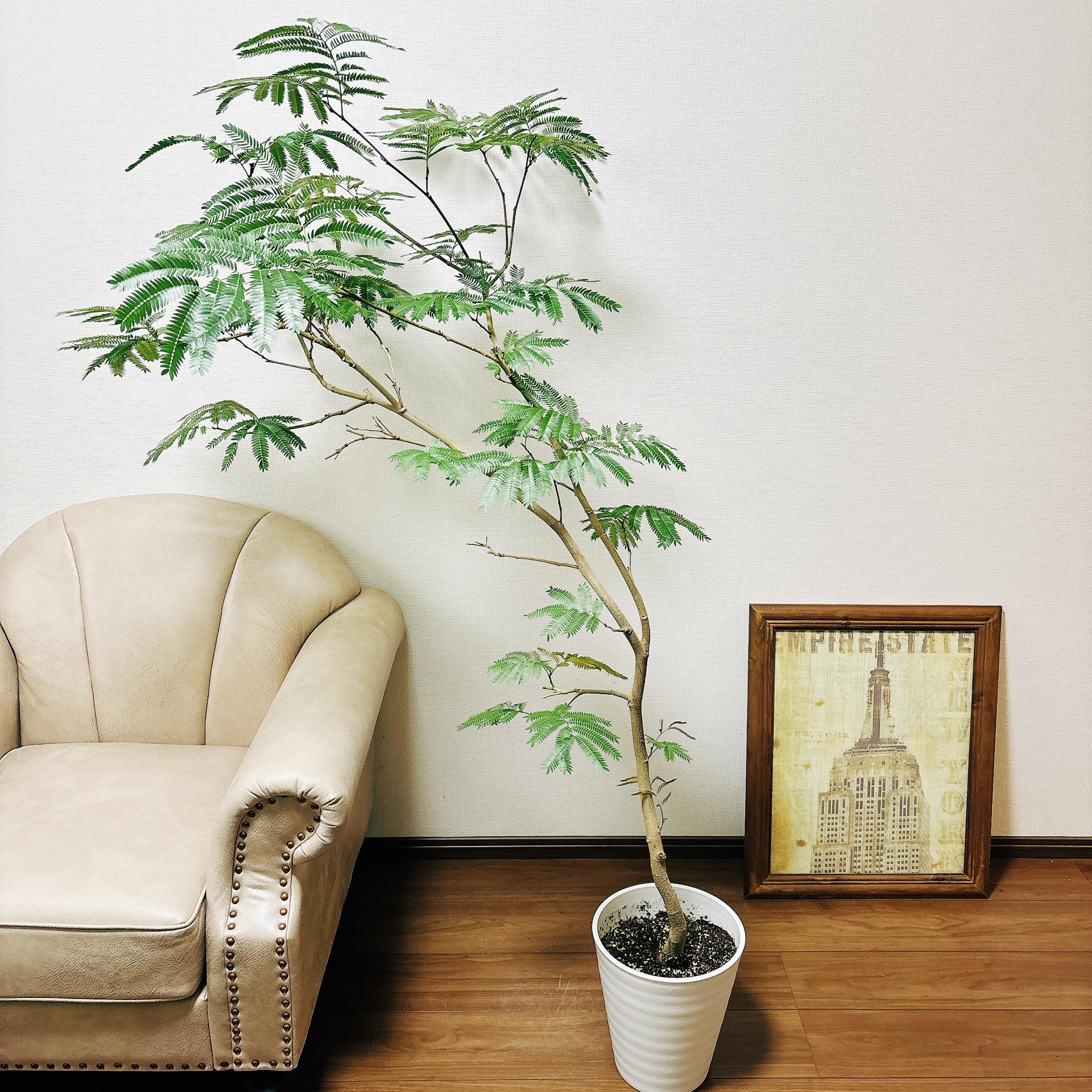 最新デザインの ［現品］63番　エバーフレッシュ　曲がり　8号　観葉植物　室内　大型　人気 その他観葉植物