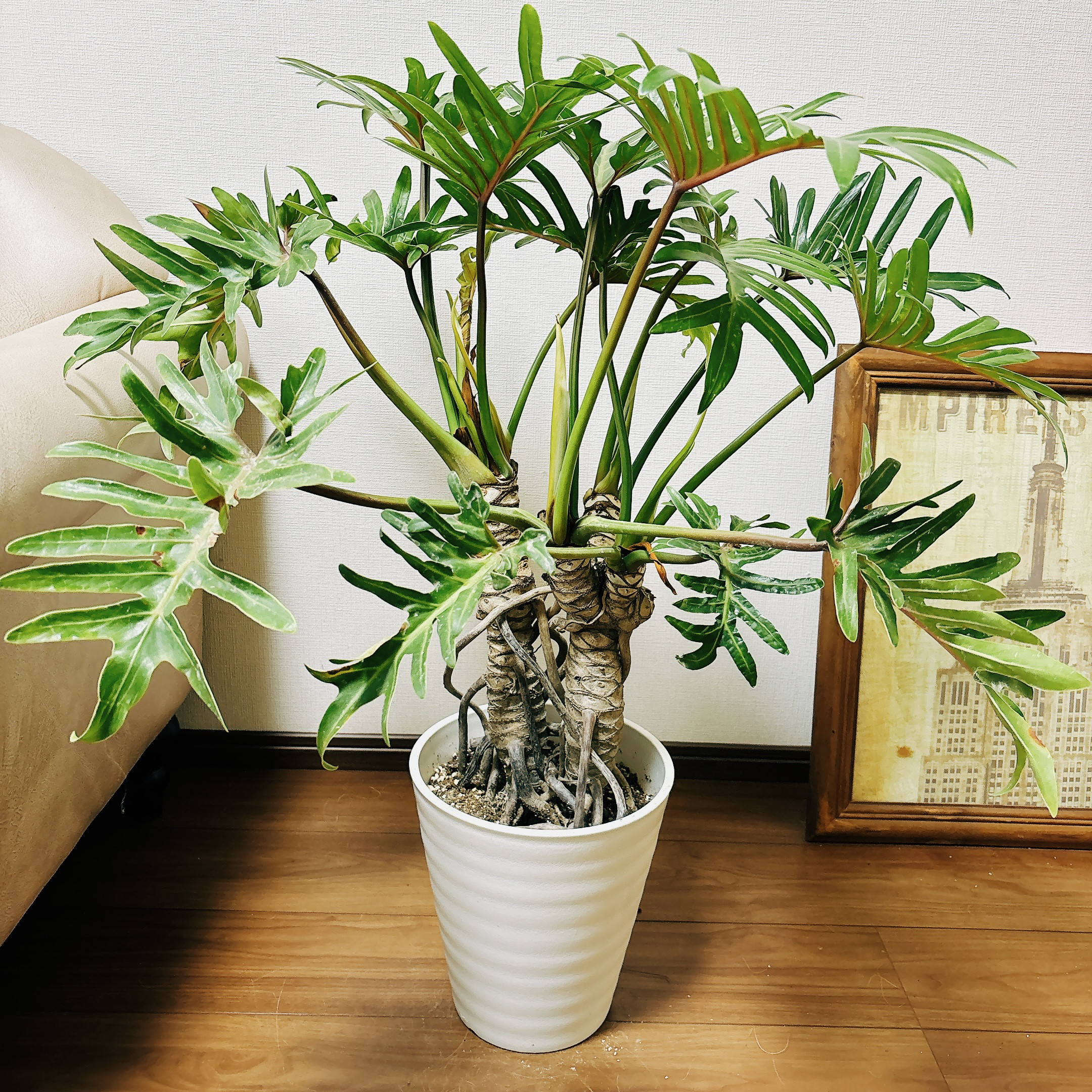 ［現品］3番　フィロデンドロン　ジャイアントザナドゥ　幹上がり　8号　大型　室内