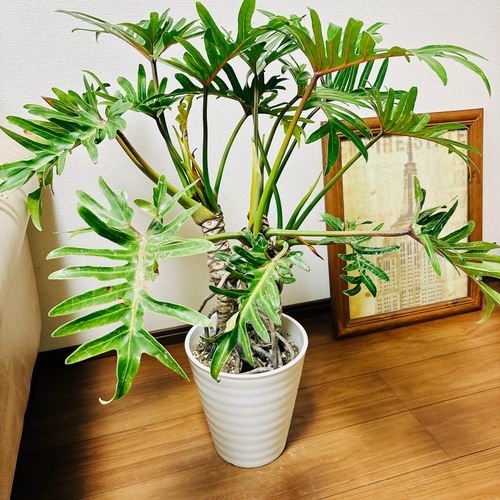 現品］【珍しい】2番 フィロデンドロン ジャイアントザナドゥ 幹上がり