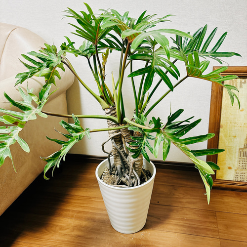 現品　フィロデンドロン　ジャイアントザナドゥ　2番　幹上がり　ドライガーデン 現品］【珍しい】2番 フィロデンドロン ジャイアントザナドゥ 幹