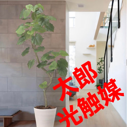 光触媒 人工観葉植物 ウォールグリーン フェイクグリーン