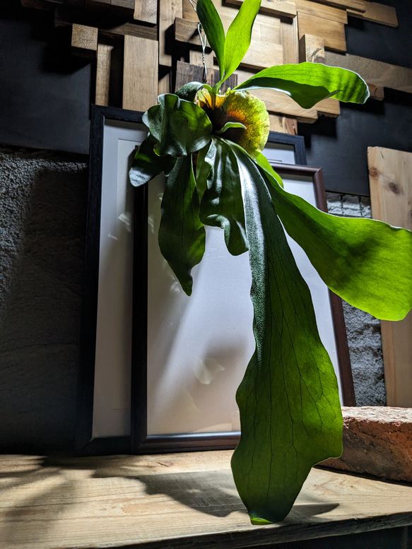 送料無料】プラティセリウム ネザーランド［板付］（ビカクシダ