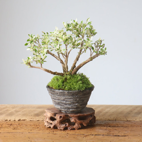 植木鉢 鉢 フラワーポット サボテン 多肉植物 リメイク鉢 盆栽