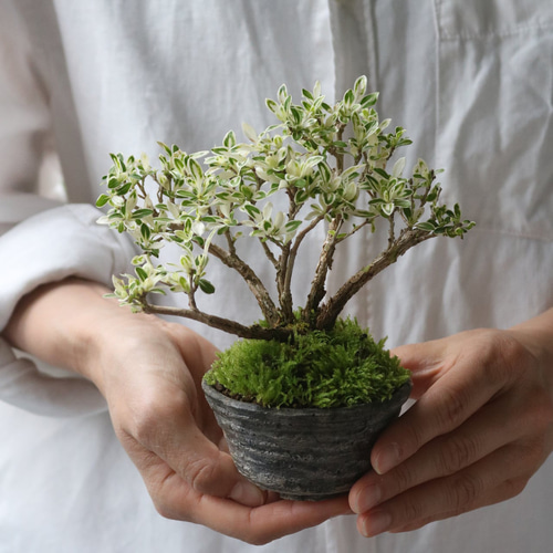 植木鉢｜観葉植物や盆栽に最適｜ロビー・ハンソンのハンド