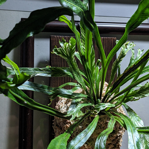 レア♡アスプレニウム　ニダス　バリエガータ♡3号♡ポットごと宅急便コンパクト 園芸ネット本店｜[ザ・ファームセレクト]アスプレニウム：ニダス