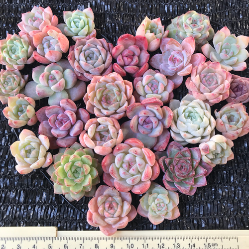 色落ち特価❣️パステル系のピンク 5株セット 韓国苗 エケベリア お得