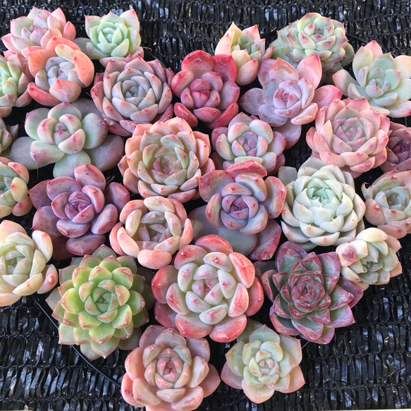 色落ち特価❣️パステル系のピンク 5株セット 韓国苗 エケベリア お得