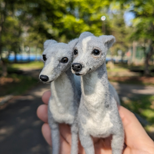イタグレ兄弟、お兄ちゃん♡ 】イタグレ【鼻先からお尻13.5cm イタグレ兄弟、お兄ちゃん♡ 】イタグレ【鼻先からお尻13.5cm