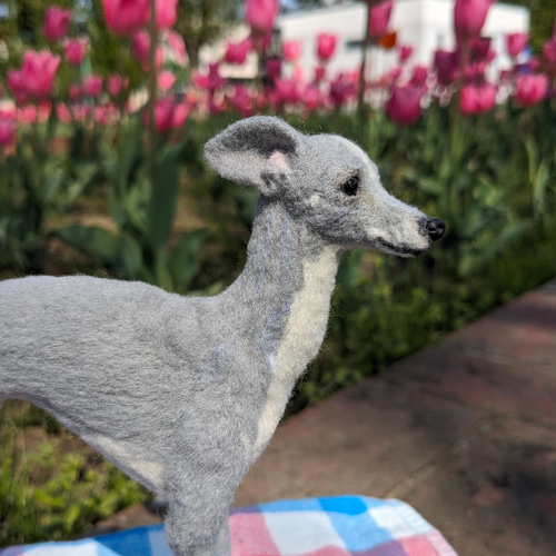 イタグレ兄弟、お兄ちゃん‍♡ 】イタグレ【鼻先からお尻13.5cm】羊毛