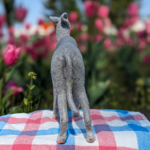 イタグレ兄弟、お兄ちゃん‍♡ 】イタグレ【鼻先からお尻13.5cm