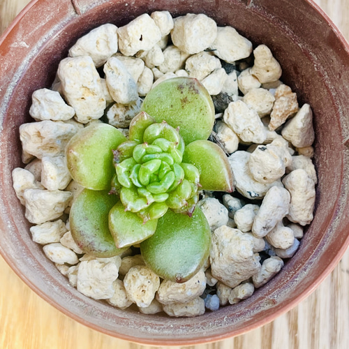 多肉植物 エケベリア 韓国苗 アップルフラワー(送料込み) 多肉植物 