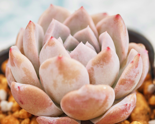 No.562 ❁ピーチデーモン❁ 現品 苗 多肉植物 寄せ植え