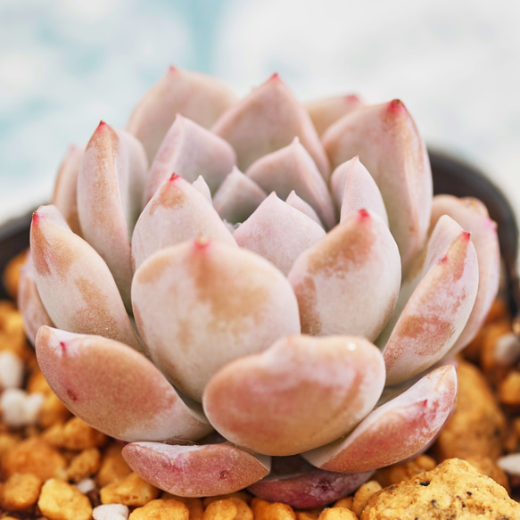 ピーチデーモン 多肉植物 エケベリア 多肉植物 Roots 通販
