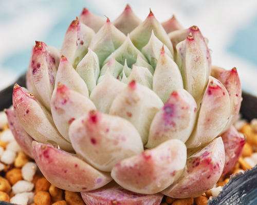 8.【札付き】桃福 ASOBINI 命名株 多肉植物 エケベリア 8.【札付き】桃福 ASOBINI 命名株 多肉植物 エケベリア 57.【札付き