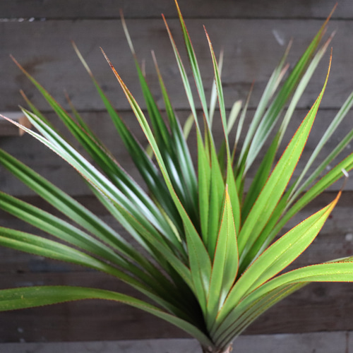 タコノキ　タコの木　観葉植物　多肉植物 タコノキ（タコの木）