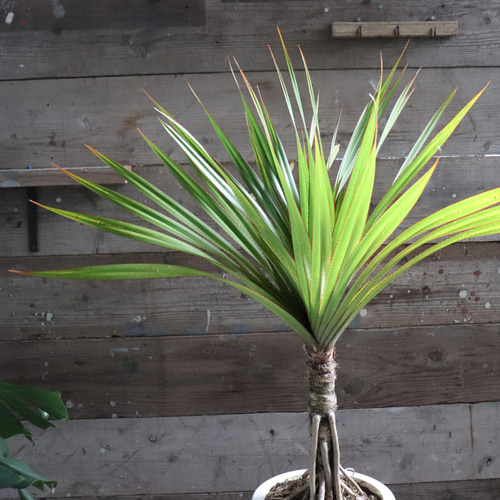 タコノキ♡立派♡タコの木♡観葉植物♡インテリア アートフラワー パリ 