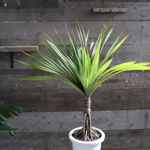 タコノキ♡立派♡タコの木♡観葉植物♡インテリア アートフラワー パリ