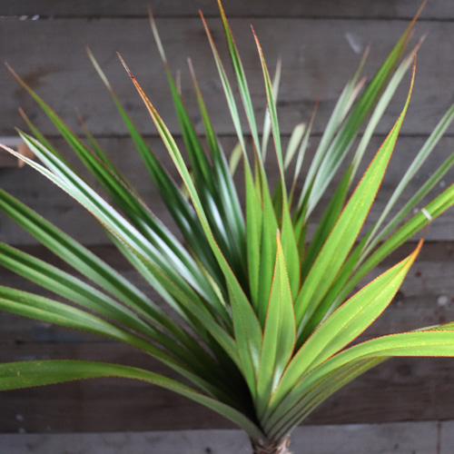 タコノキ　タコの木　観葉植物　多肉植物 タコノキ（タコの木）