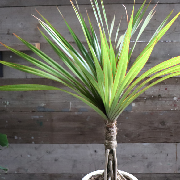 タコノキ　タコの木　観葉植物　多肉植物 タコノキ (Pandanus boninensis)