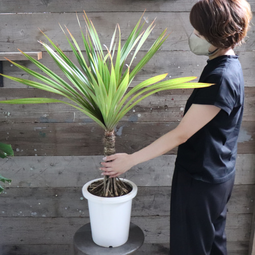 タコノキ♡立派♡タコの木♡観葉植物♡インテリア アート
