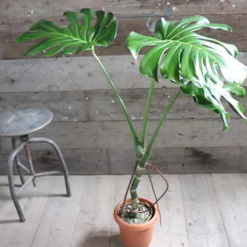 根上がりのモンステラ♡7号♡おしゃれ♡立派♡観葉植物 アート