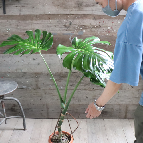 根上がりのモンステラ♡7号♡おしゃれ♡立派♡観葉植物 アート