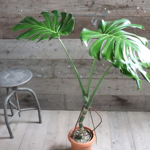 超特価激安の商品をすべて 根上がりのモンステラ♡7号♡おしゃれ♡立派♡観葉植物 アート モンステラ・ポトス