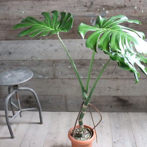 根上がりのモンステラ♡7号♡おしゃれ♡立派♡観葉植物 アート