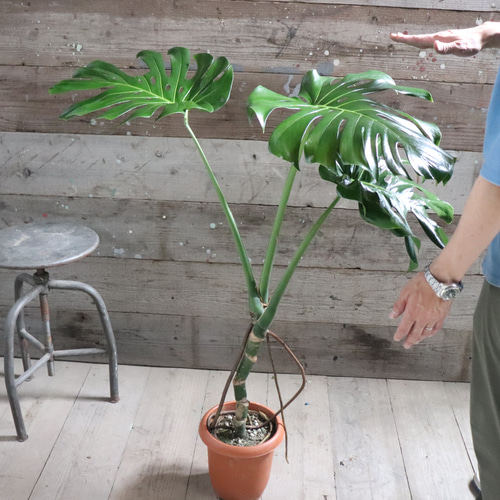 美形モンステラ曲がり7号鉢根上がり