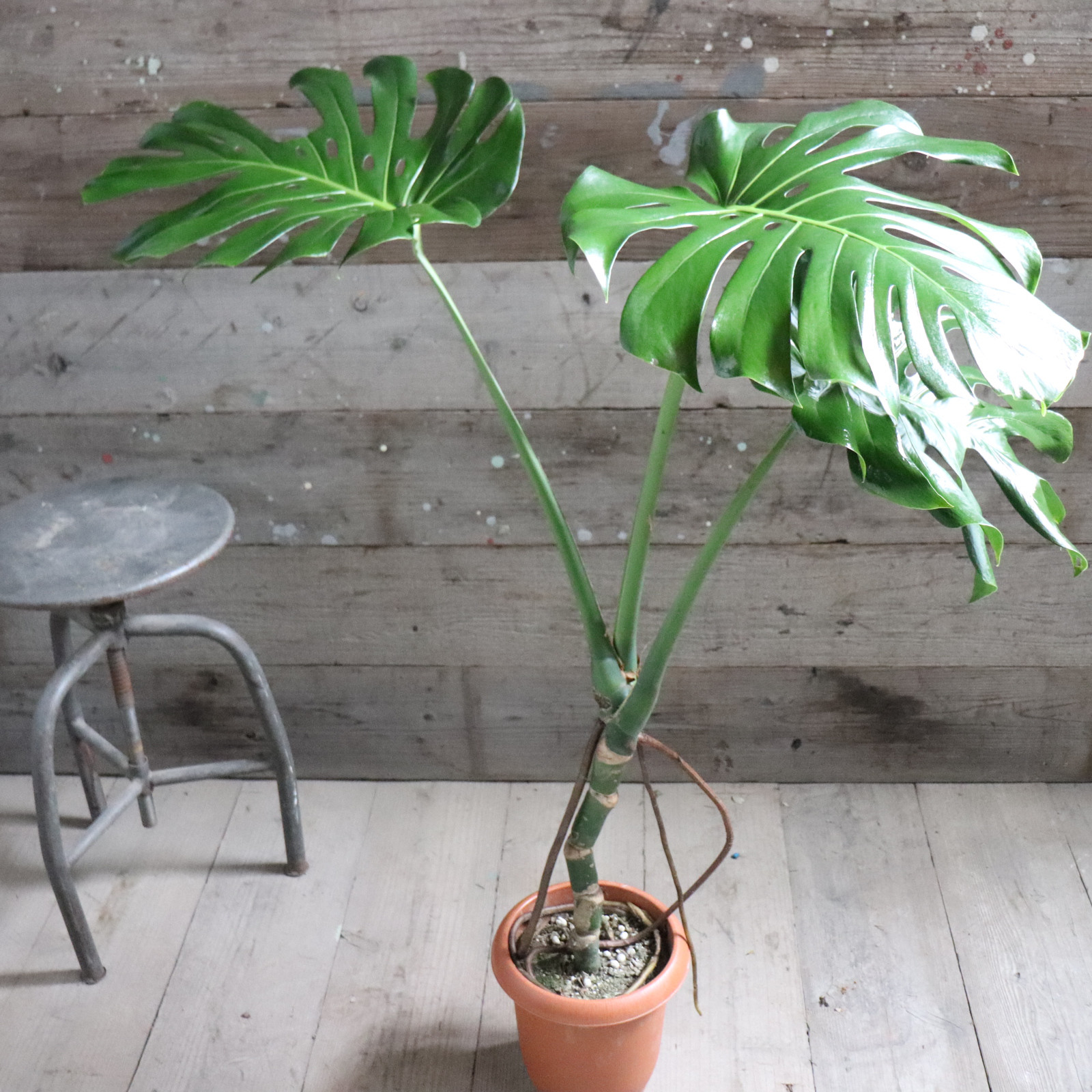 根上がりのモンステラ♡7号♡おしゃれ♡立派♡観葉植物