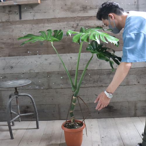 根上がりのモンステラ♡7号♡おしゃれ♡立派♡観葉植物 アート