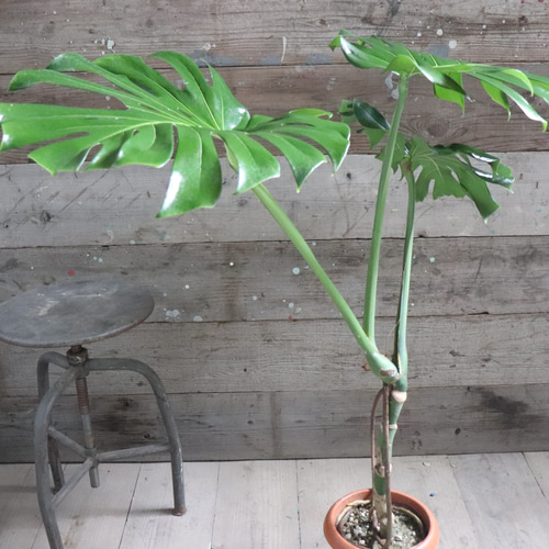 根上がりのモンステラ♡7号♡おしゃれ♡立派♡観葉植物 アート