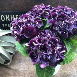 カーリーウーリーブルー♡アジサイ♡カールした花 プリザーブド