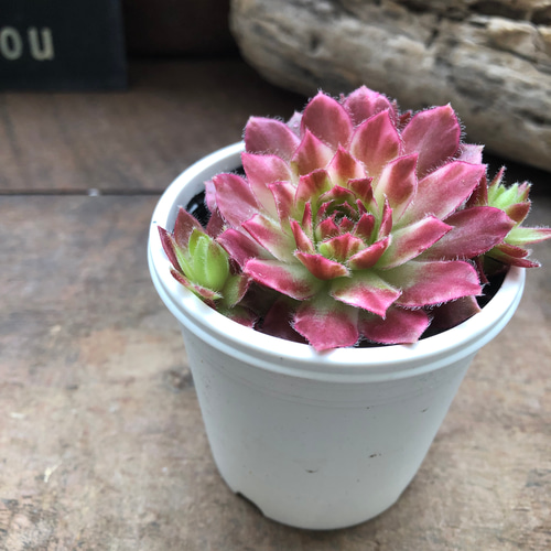 ギャラクシースター♡センペルビウム♡斑入り♡多肉植物♡希少 アート