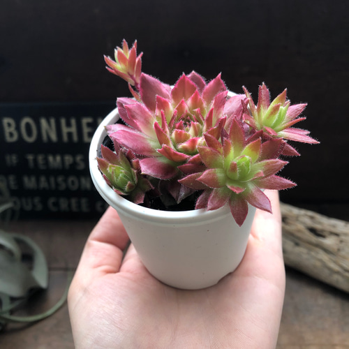 ギャラクシースター♡センペルビウム♡斑入り♡多肉植物♡希少 アート