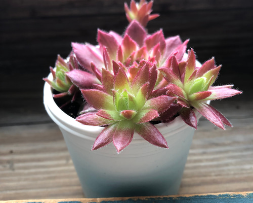 ギャラクシースター♡センペルビウム♡斑入り♡多肉植物♡希少 アート