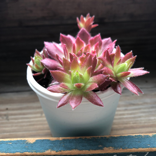 ギャラクシースター♡センペルビウム♡斑入り♡多肉植物♡希少 アート