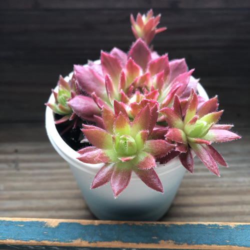 ギャラクシースター♡センペルビウム♡斑入り♡多肉植物♡希少 アート