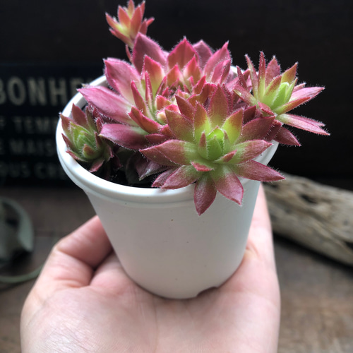 ギャラクシースター♡センペルビウム♡斑入り♡多肉植物♡希少 アート