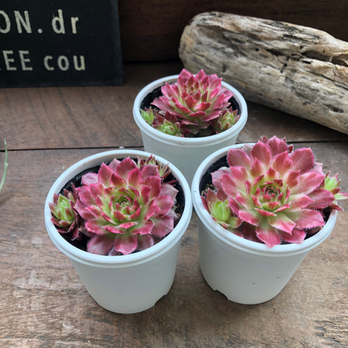 ギャラクシースター♡センペルビウム♡斑入り♡多肉植物♡希少 アート