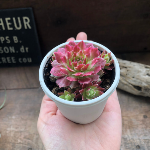 ギャラクシースター♡センペルビウム♡斑入り♡多肉植物♡希少 アート