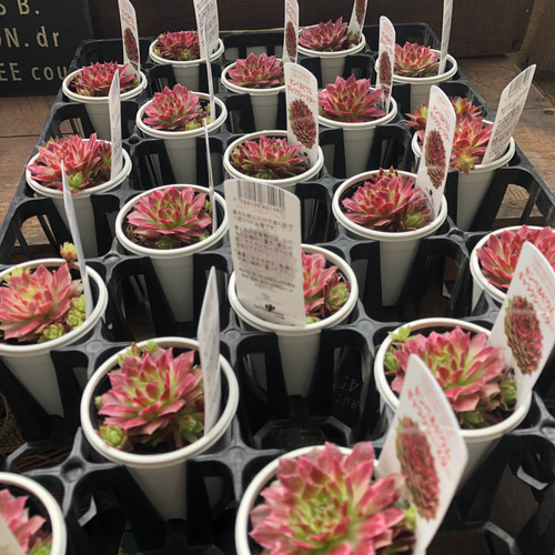 ギャラクシースター♡センペルビウム♡斑入り♡多肉植物♡希少 アート