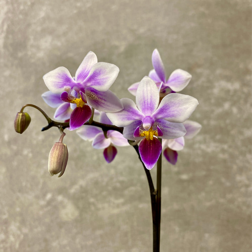 ミニコチョウラン 胡蝶蘭 キャサンドラ アートフラワー plant life