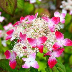 山紫陽花【紅 くれない】白から紅に変化する驚きの紫陽花 山