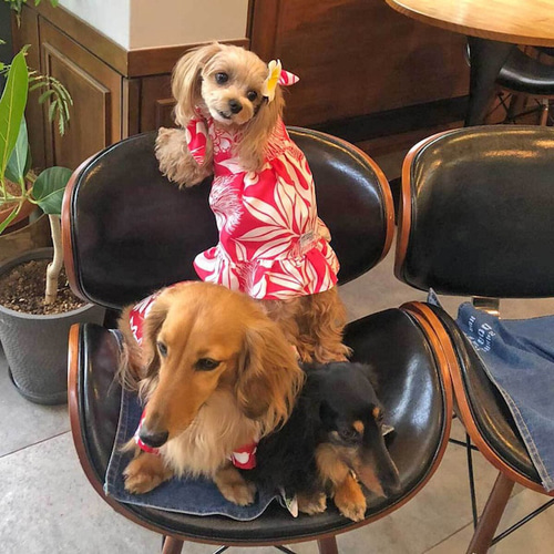 Lily犬服 Halloweenオーダー受付ページ Lily犬服 Halloweenオーダー受付ページ