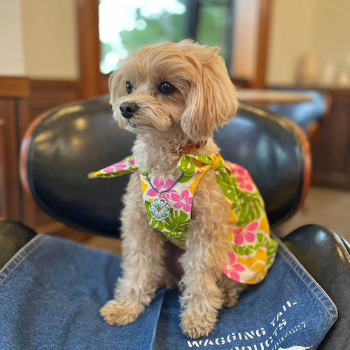 しらす　ハンドメイド犬服　ワンピース dc376a220e897c6682868846f4e95f