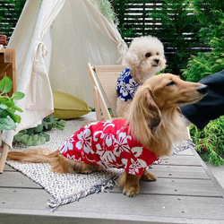 あすか☆犬服　ハンドメイド 犬 服 天使ちゃん 刺しゅう ベロア フリル ワンピース ダックス