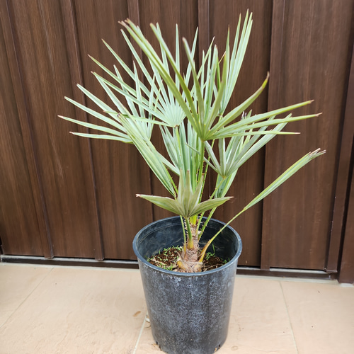 チャメロプス フミリス ポット鉢植え 苗 ドライガーデン ロック