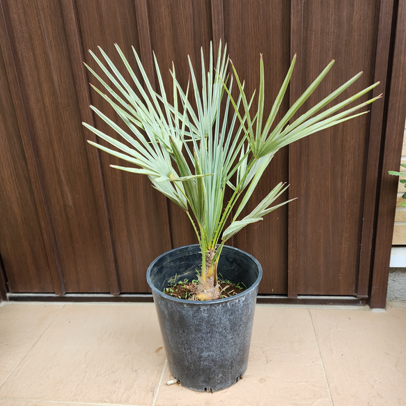 チャメロップス チャメロプス ヒュミリス ヤシ ドライガーデン ロック