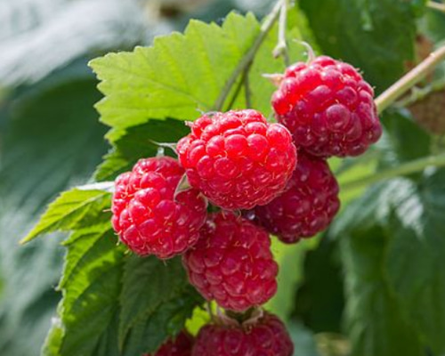 結実中☆トゲなしラズベリー☆グレンアンプル☆6号スリット鉢植え（大